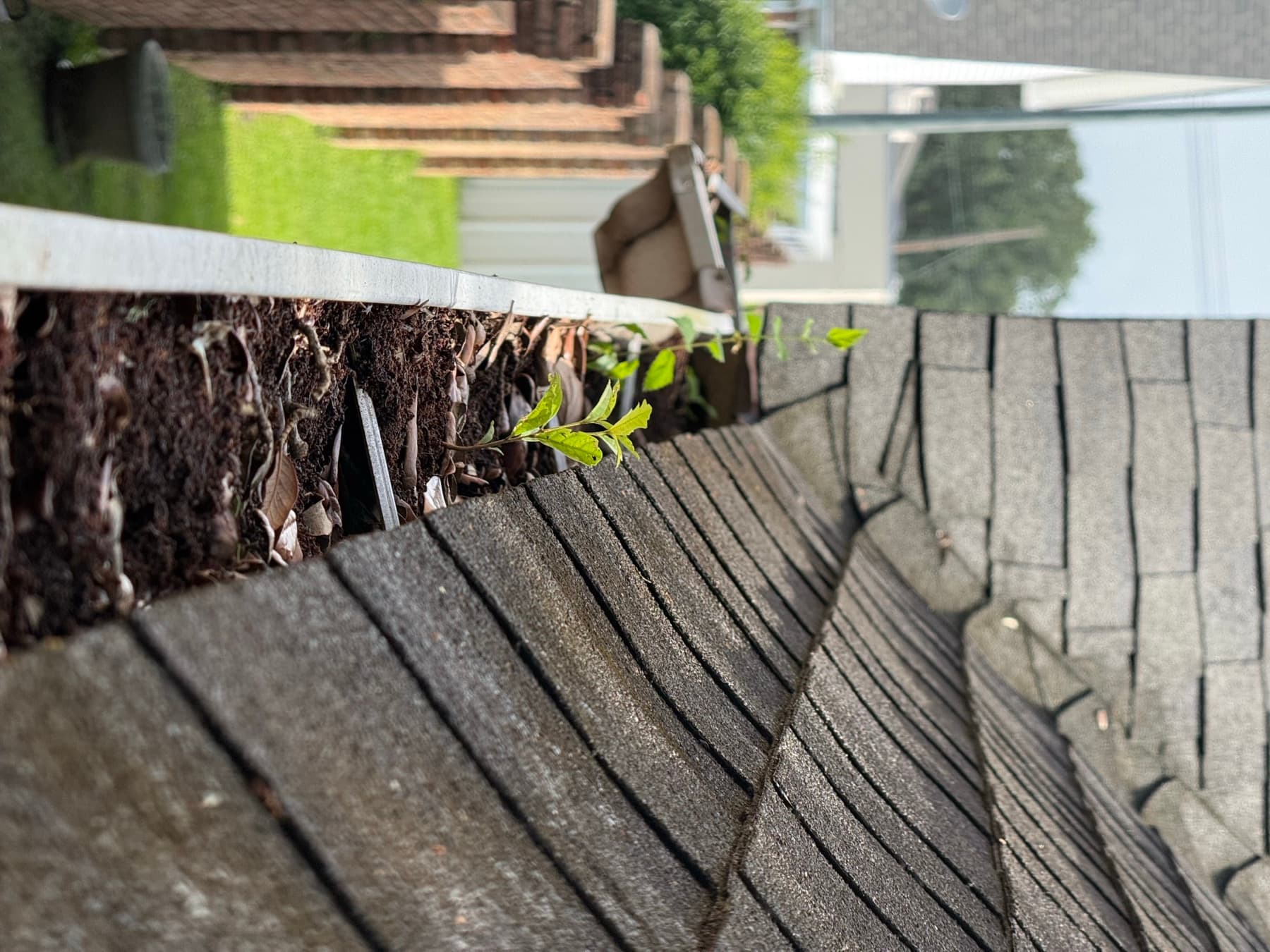 Gutter packed with leaves, soil, and seedlings sprouting from the run